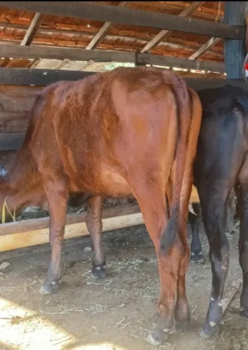 Bezerra procedência leiteira