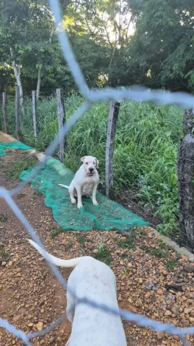 Dog Argentino filhotinhos 