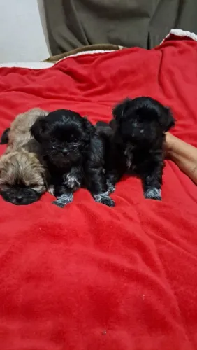 Shih tzu