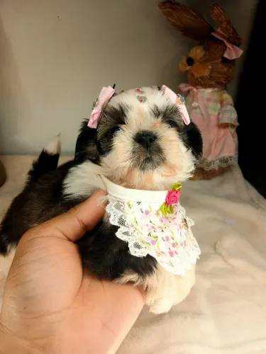 Vendo filhote de shihtzu fêmea