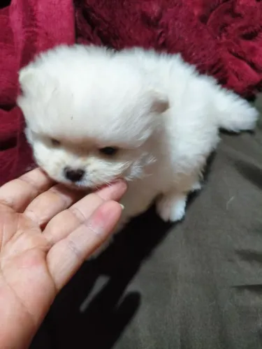 Spitz anão lulu machos
