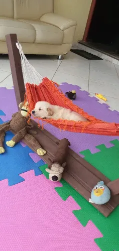 Golden Retriever DIRETO DO CANIL