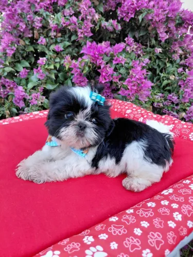 Filhote de Shih-tzu macho
