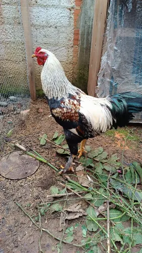 Vendo galo novo