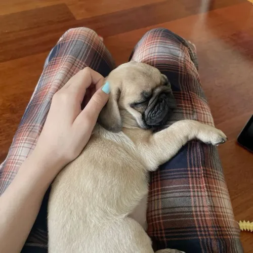 Pug Escolha seu novo companheiro entre os disponíveis