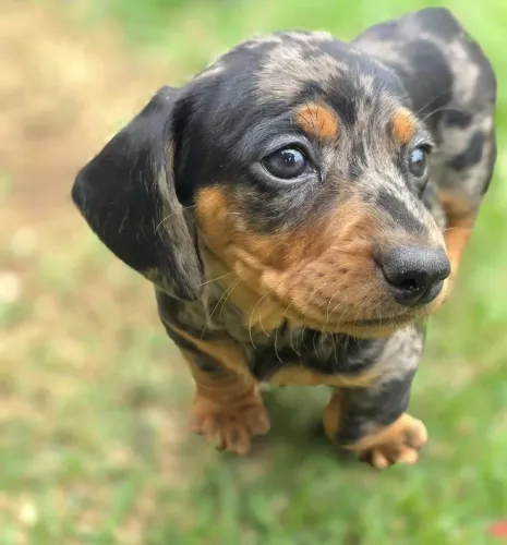 Basset