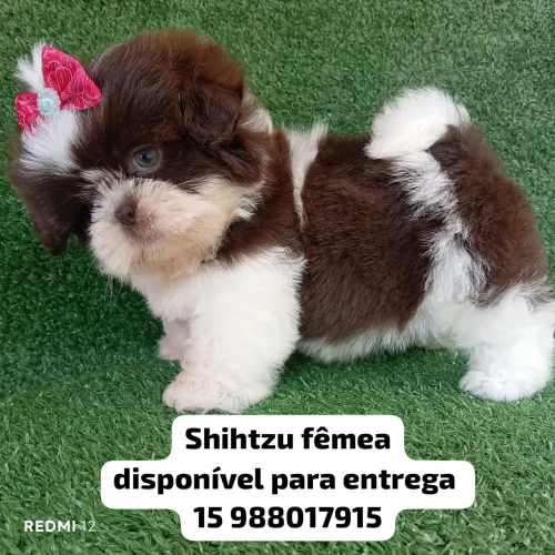 Shihtzu fêmea