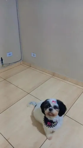 Doação de Shih Tzu 
