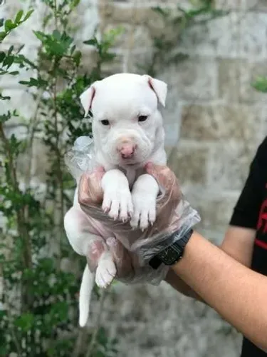 Pitbull com Segurança na Compra e Suporte