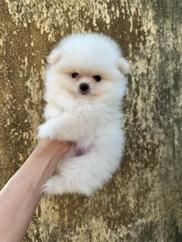 Spitz alemão (Lulu da pomerania) fêmea