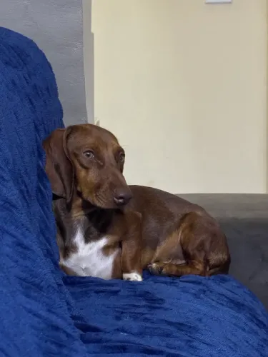 Cachorro salsicha macho