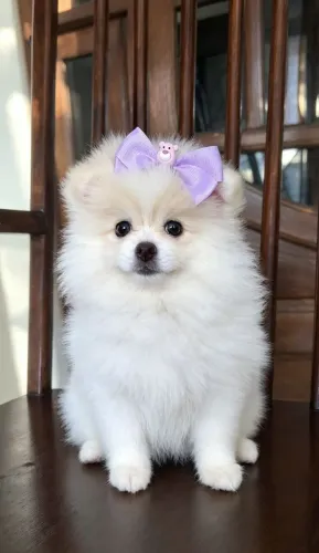 VENDO FILHOTE DE SPITZ ALEMÃO FÊMEA 