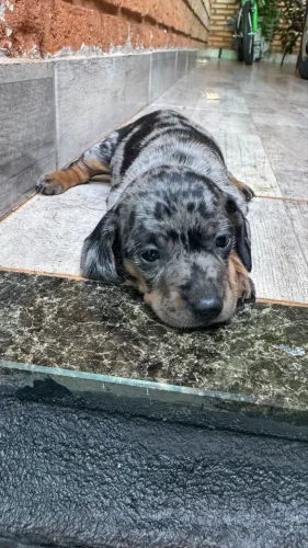 Filhote Basset Daschund anão Alerquim