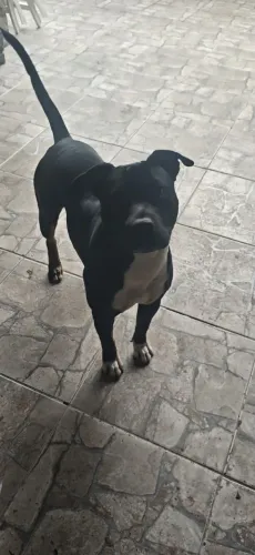 Staffordshire Bull Terrier DOAÇÃO