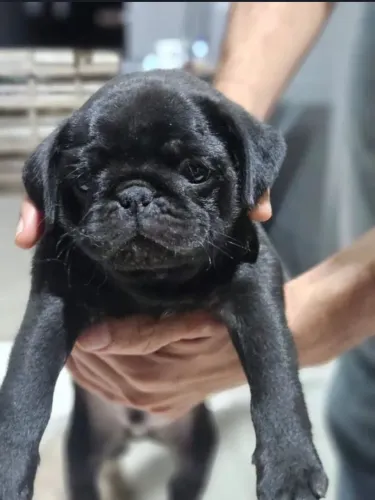 Filhotes de pug