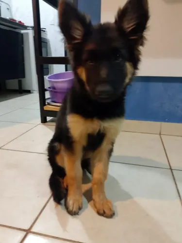 Pastor alemão Fêmea 4 meses