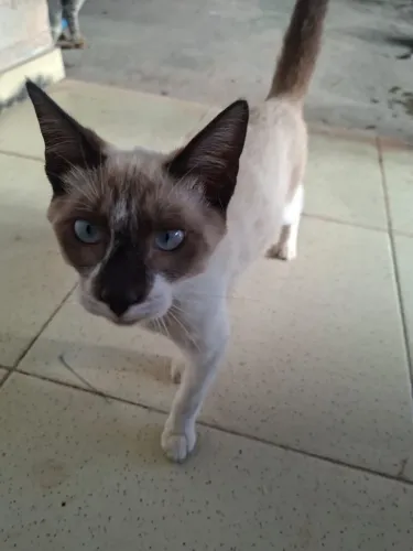 Doação de gatos