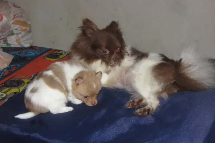 Lindo filhote de chihuahua com pelo