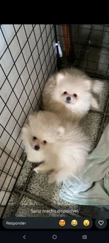 Lulu