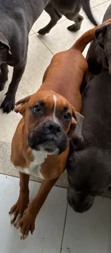 Filhote Boxer