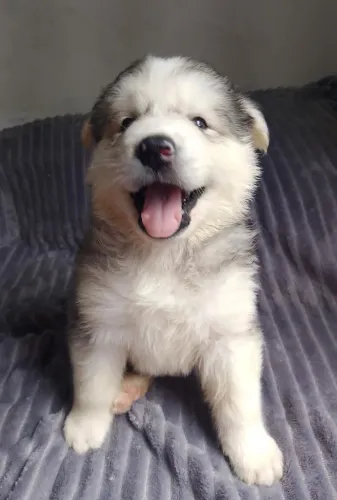 Filhotes de Husky siberiano