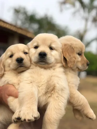 Golden Retriever padrão ouro