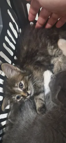 Gato femea 