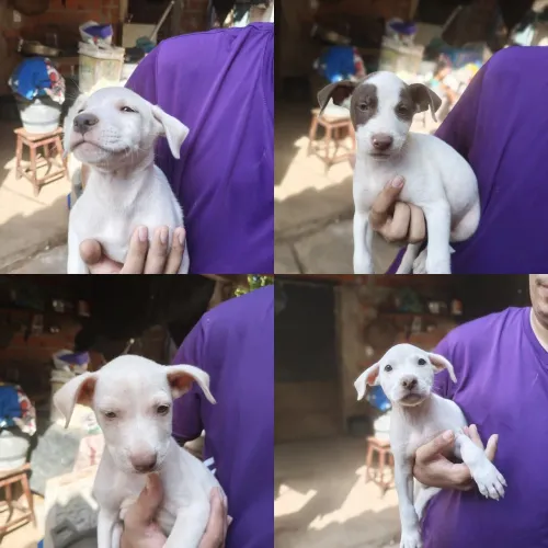 Filhote de Pitbull com mestiça