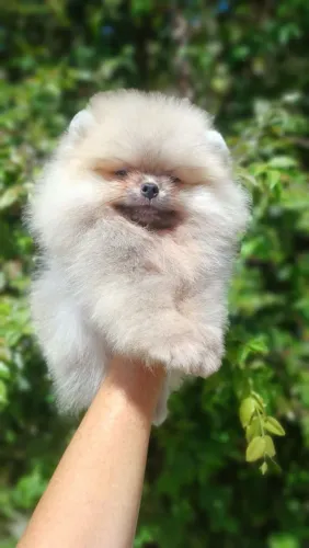 Spitz alemão
