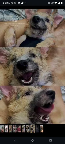 Cachorrinho para doação