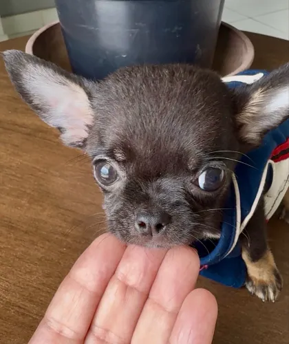 Chihuahua machinho pelo curto