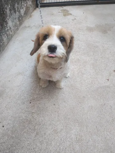 Doação cachorro 