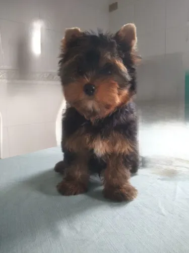 Yorkshire com 2 doses de vacina, pedigree CBKC-FCI opcional. 