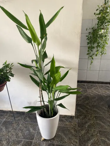 Planta Bambu da Sorte