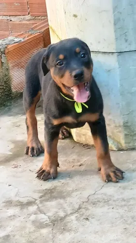 Vende_se filhotes de Rottweiler