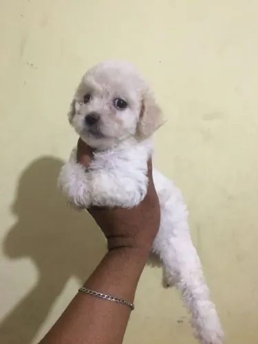 Filhote de poodle macho 