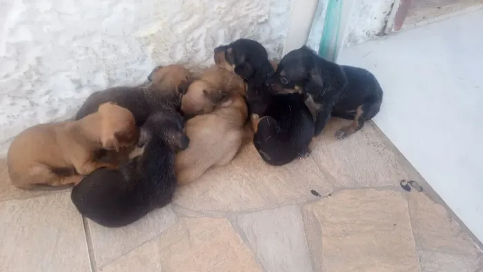 Doação de cães filhotes  ( porte pequeno)