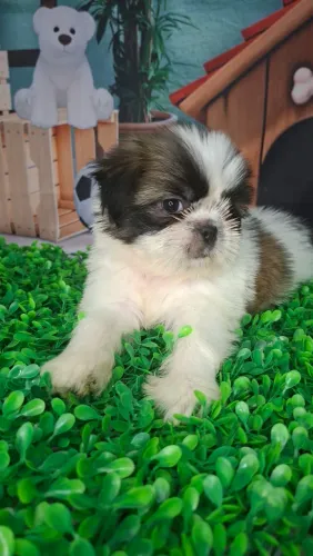 Filhote de shih tzu disponível para entrega