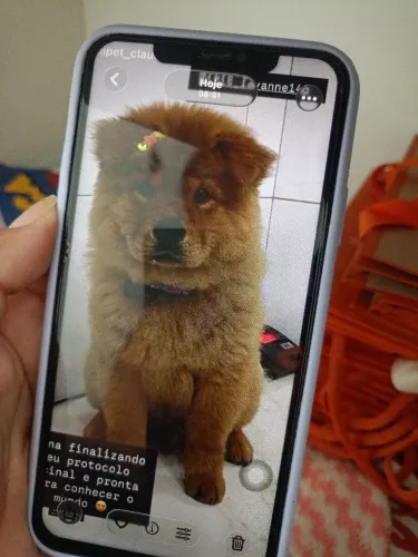 Cachorro Chow chow