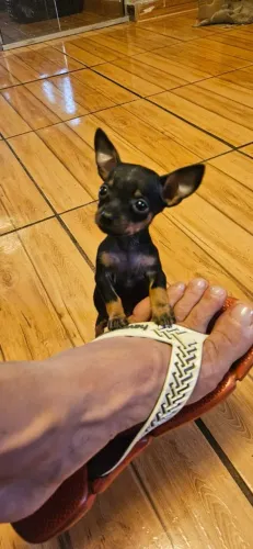 Pinscher Fêmea 00