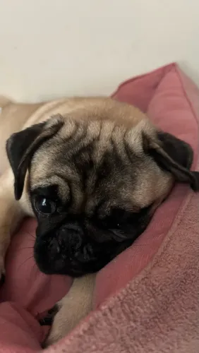 PUG Fêmea 10 meses