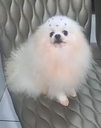 Spitz alemão anão MACHO Lulu da Pomerânia ANÃO MACHO