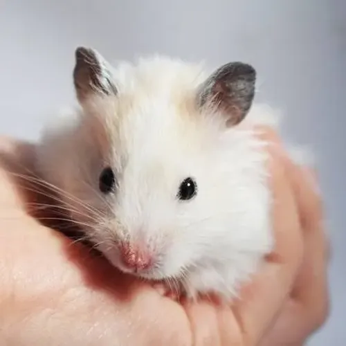 Hamster branco 