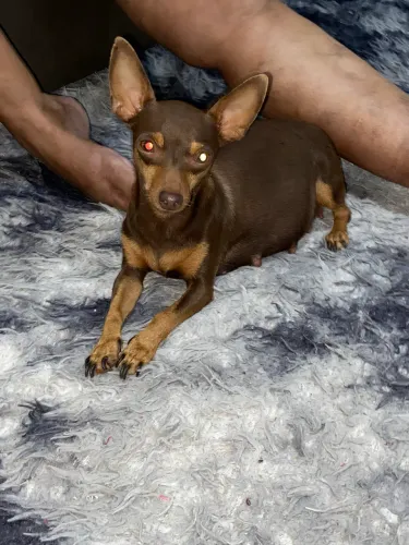 Procuro cachorro pinscher macho para cruza
