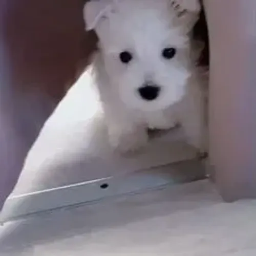 West Terrier Macho Branco Disponível