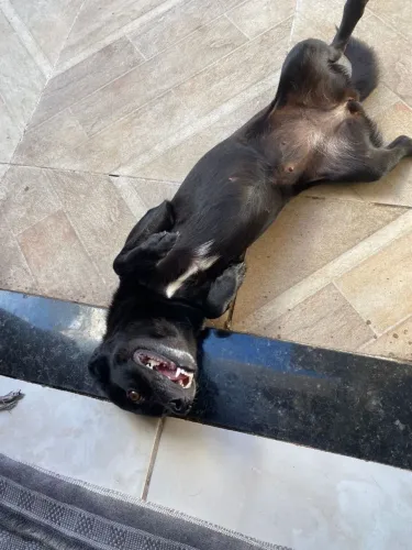 Cachorra de porte pequeno pra médio para adoção