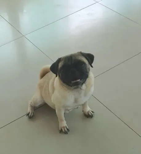 Cachorro
