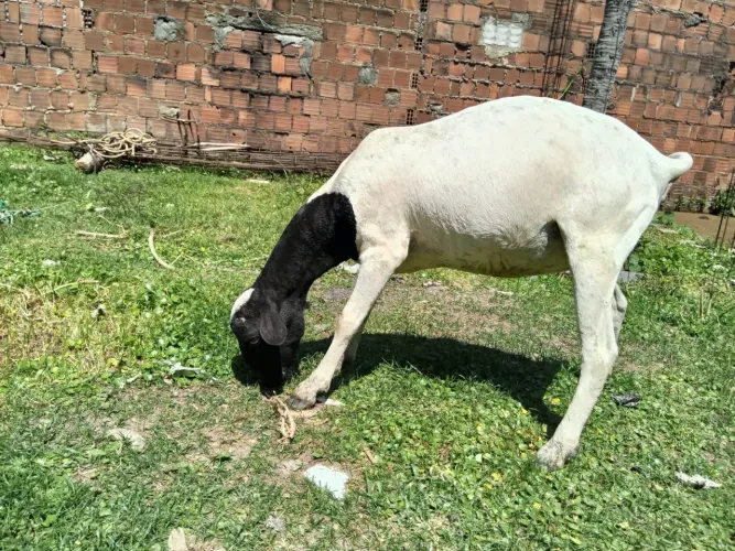Ovelha 