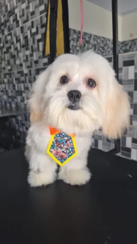 Cachorro filhote