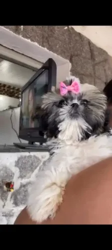 Um machinho pra cruzar com a minha menininha